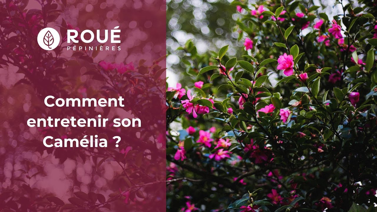 Comment entretenir son Camélia : quand le tailler ? Quel engrais apporter ?