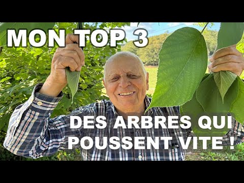 Les MEILLEURS ARBRES 🌳 qui POUSSENT RAPIDEMENT