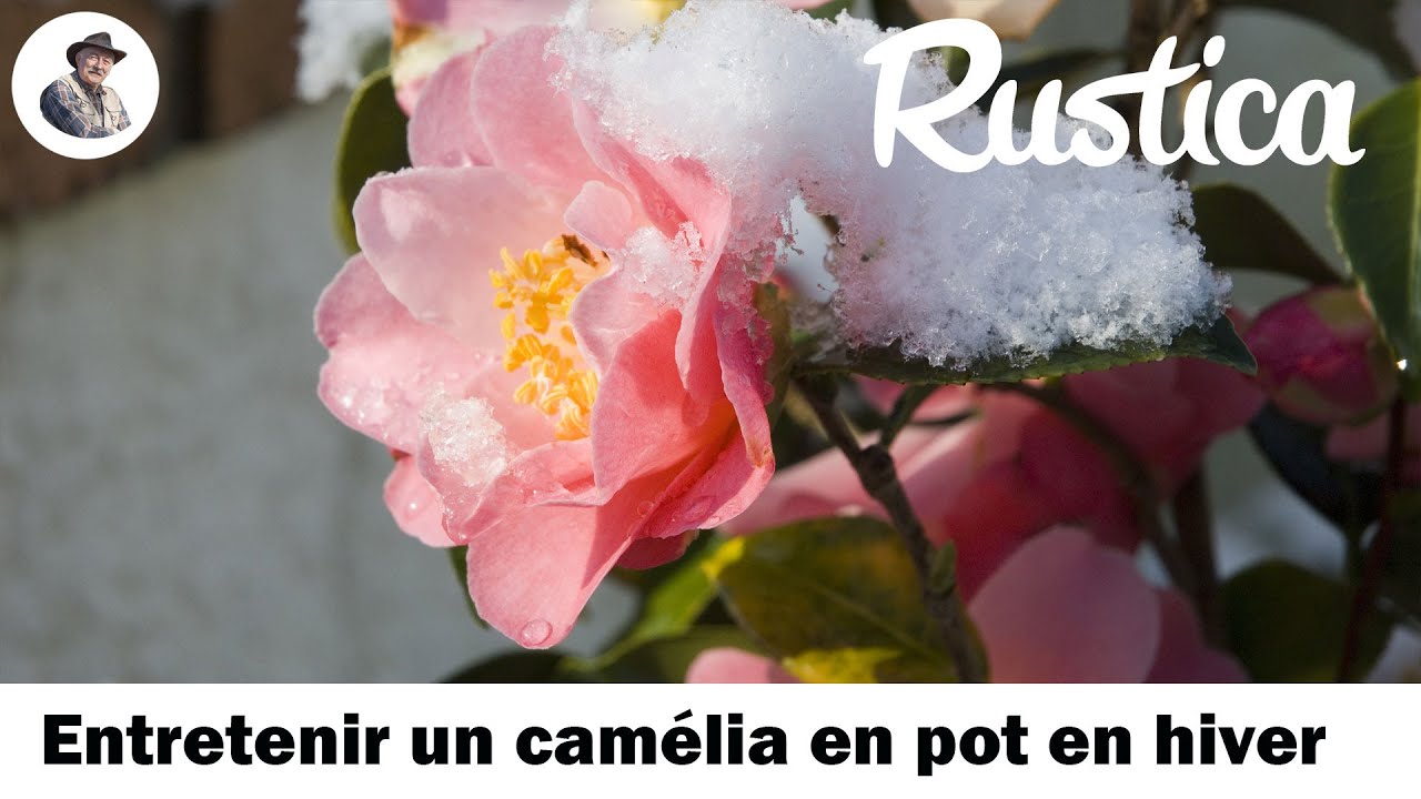 Camélia en pot : bien le préparer pour l'hiver