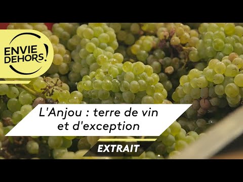 Au cœur des vendanges dans l'Anjou, une jeune vigneronne passionnée [extrait Envie Dehors]