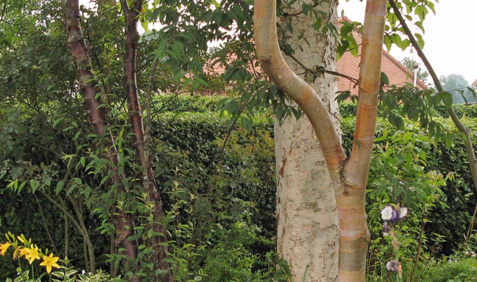 L&rsquo;arbre fromager : tout savoir sur ce géant tropical