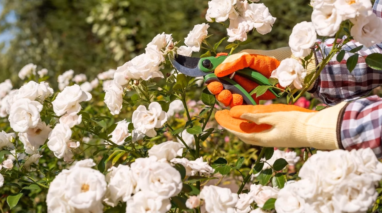 Bouturer le jasmin : guide complet pour réussir la bouture