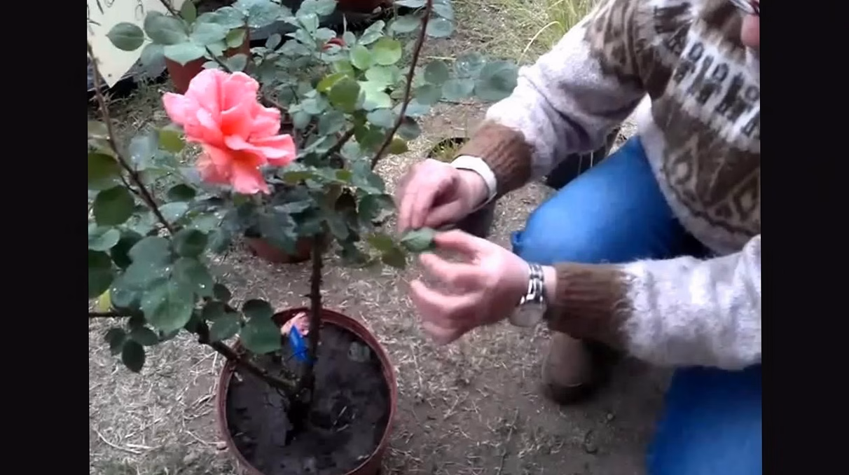 Quand et comment tailler les rosiers : Guide par saison